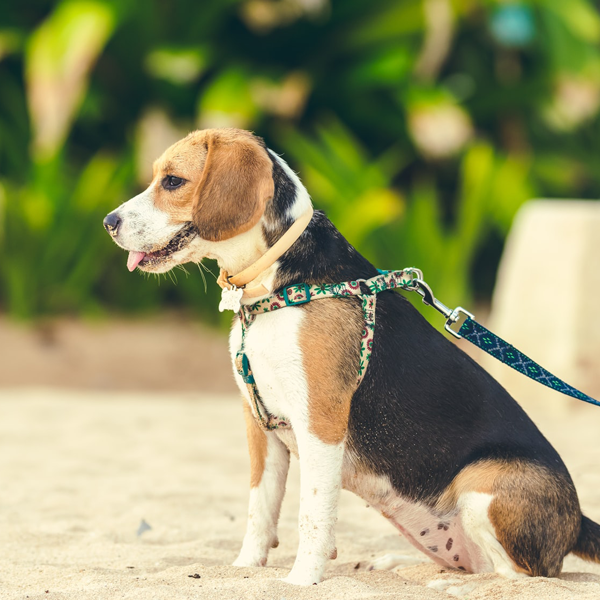 Passeggiata con il cane: esercizio fisico all’aria aperta con il proprio amico a quattro zampe