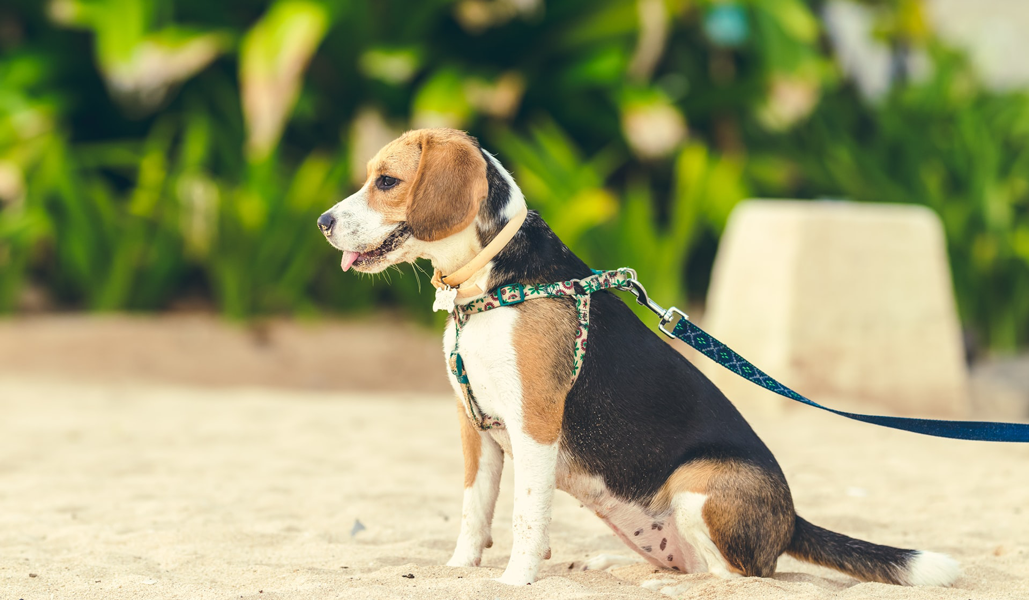 Passeggiata con il cane: esercizio fisico all’aria aperta con il proprio amico a quattro zampe